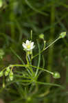 Corn spurry 